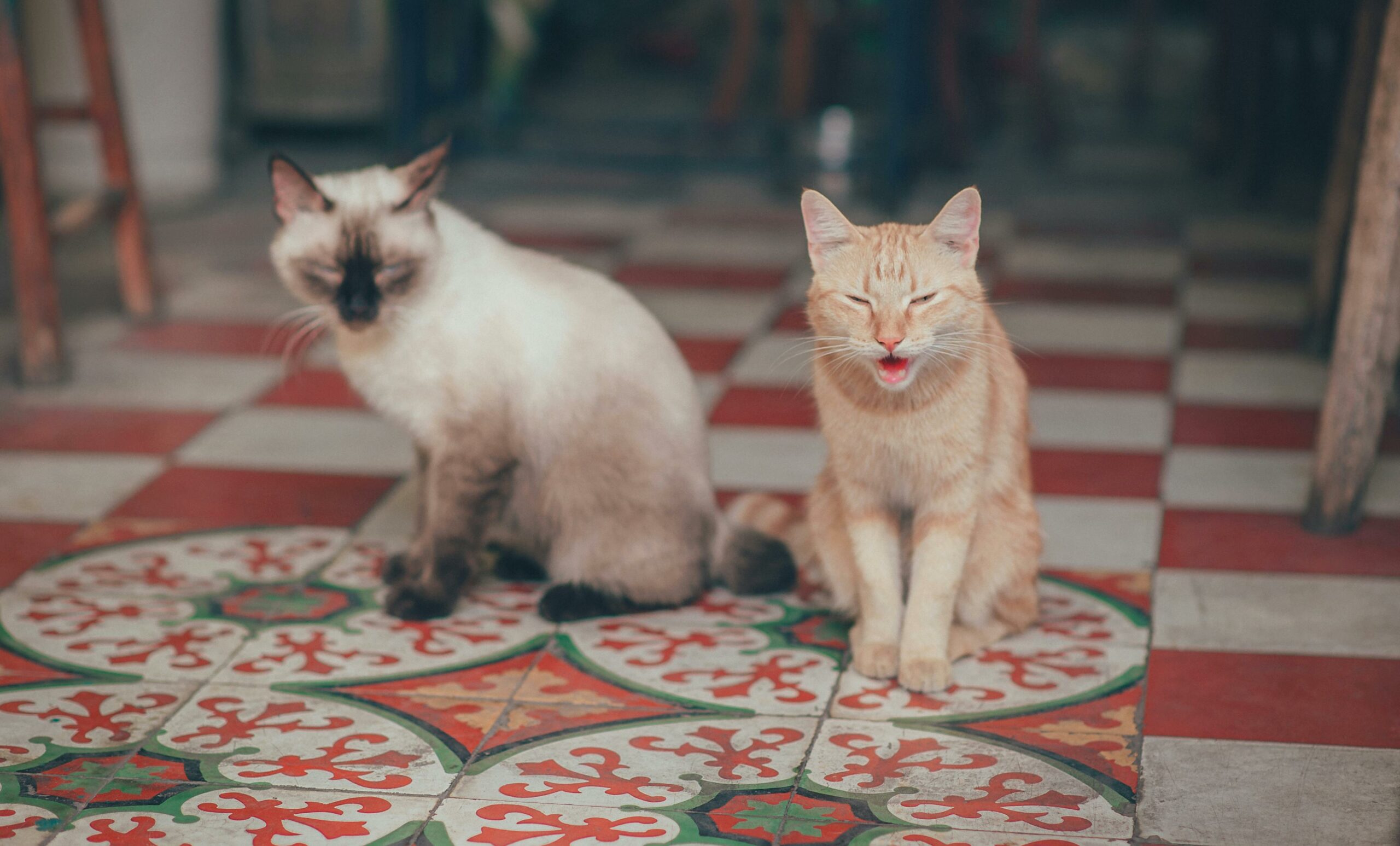 Imagem de dois gatinhos numa cozinha