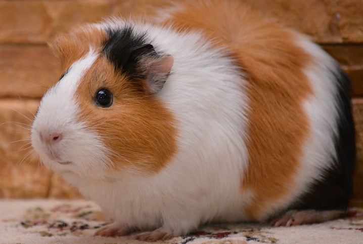 Porquinho-da-india com pelo marrom, brando e preto.