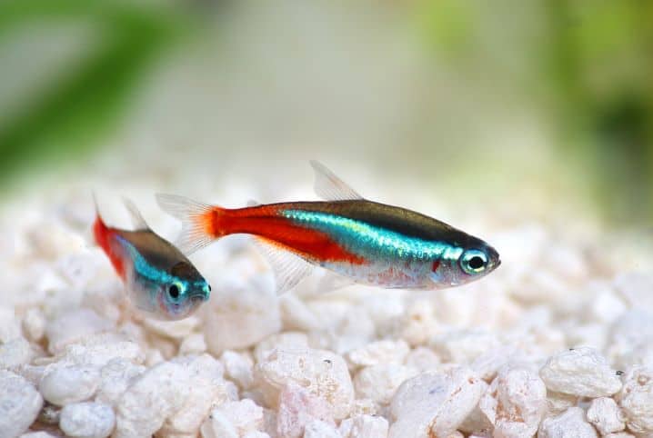 Peixe tetra azul e laranja.