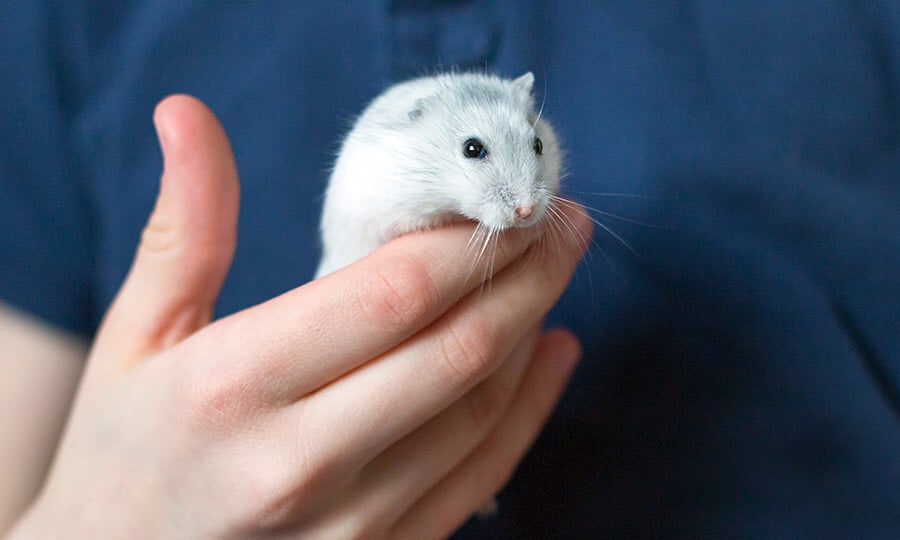 Hamster-anão-russo branco na mão de uma pessoa de camisa azul.