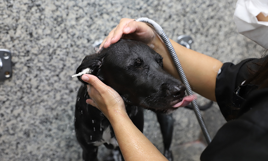 Cachorro de pelos pretos tomando banho.