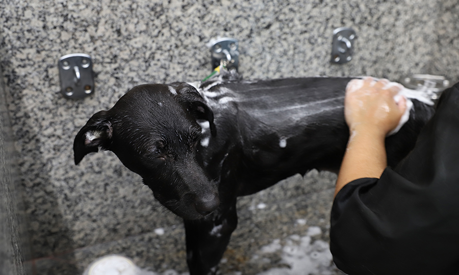 Cachorro preto sendo lavando no pet shop.