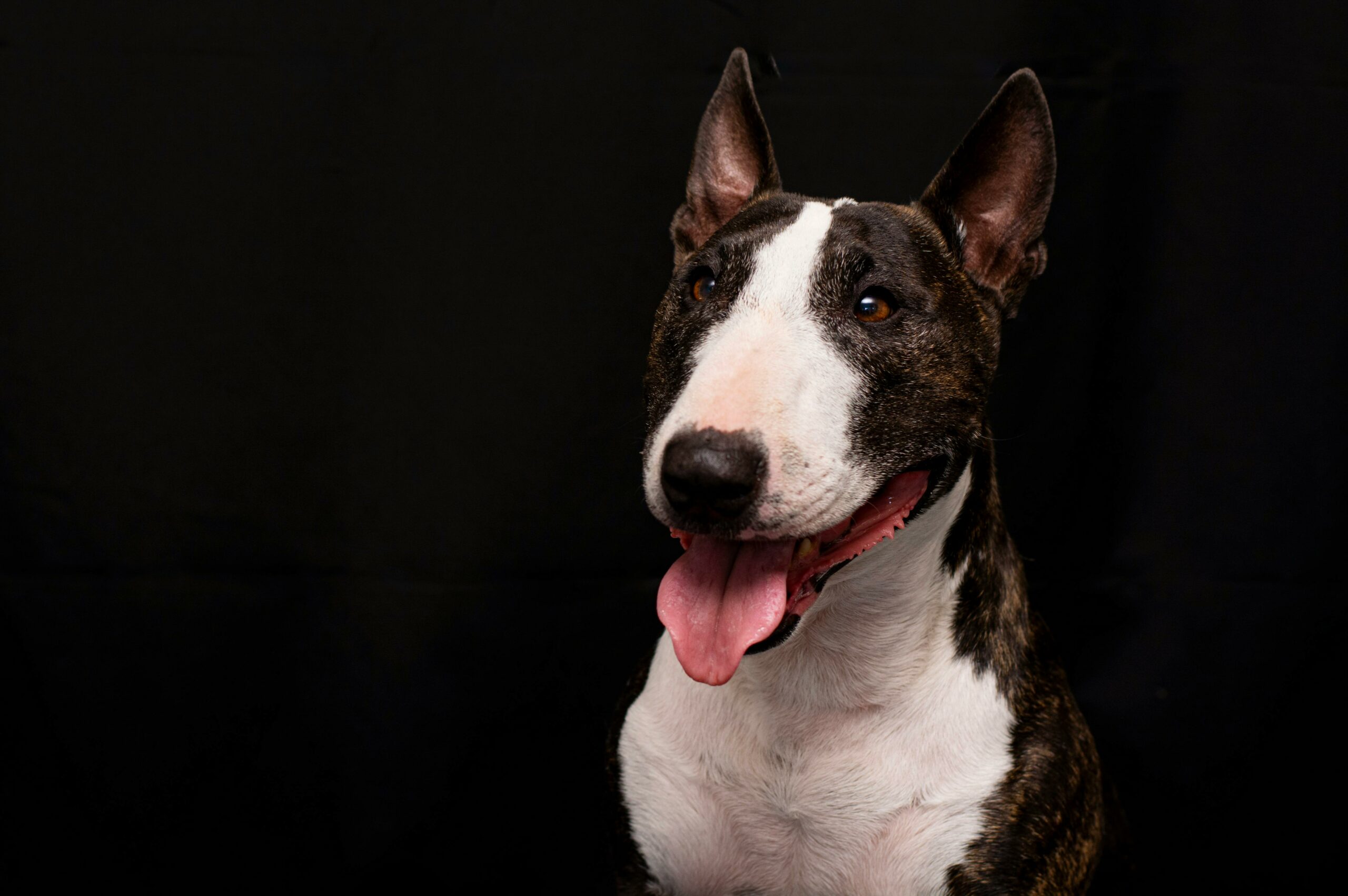 bull terrier scaled