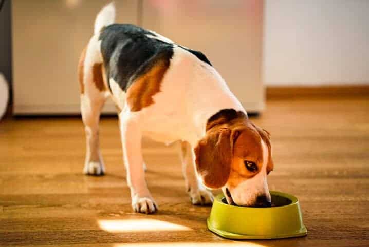 Cachorro comendo no comedouro verde.