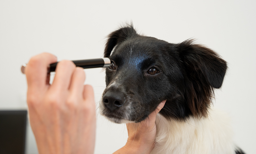 Cachorro sendo examinado na região dos olhos.