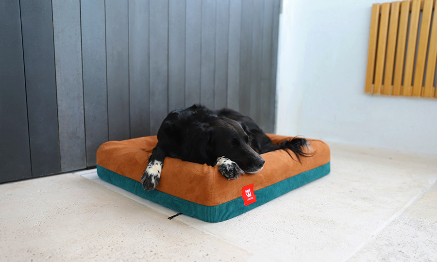 Cachorro deitado em caminha marrom e azul.