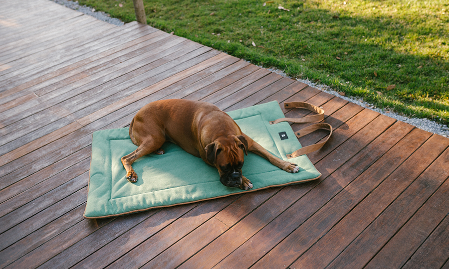 Cachorro deitado em ampla cama azul com alças marrons.