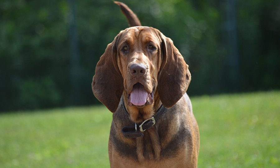 Cão de caça ao ar livre.