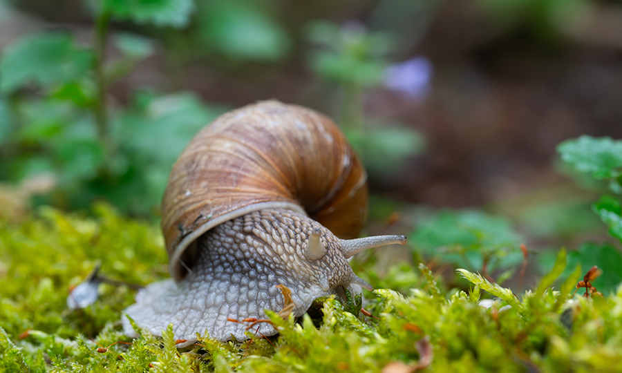 Caracol na grama.