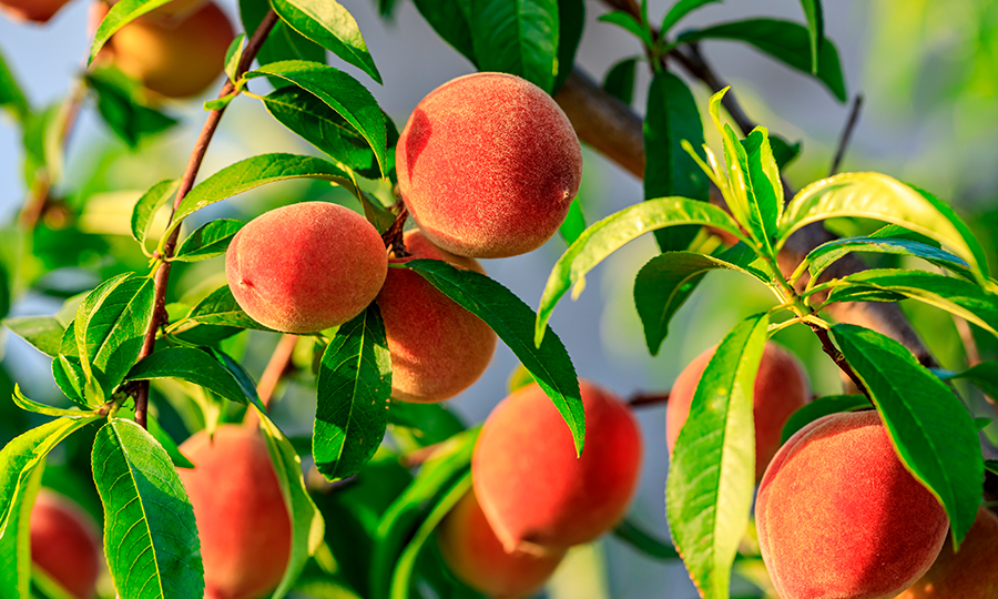 Pessegueiro com frutos frescos.