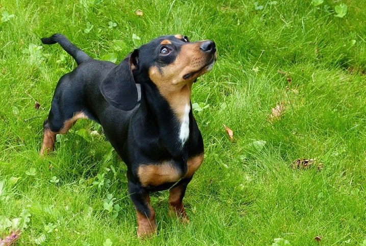 Cachorro Dachshund preto e marrom na grama.