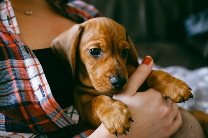 Cachorro Dachshund marrom no colo da tutora.