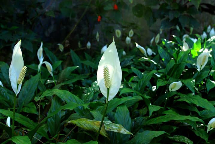 Plantação de lirio-da-paz.