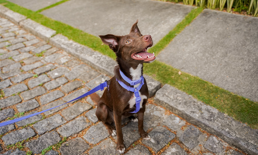 Cachorro sentado na rua.