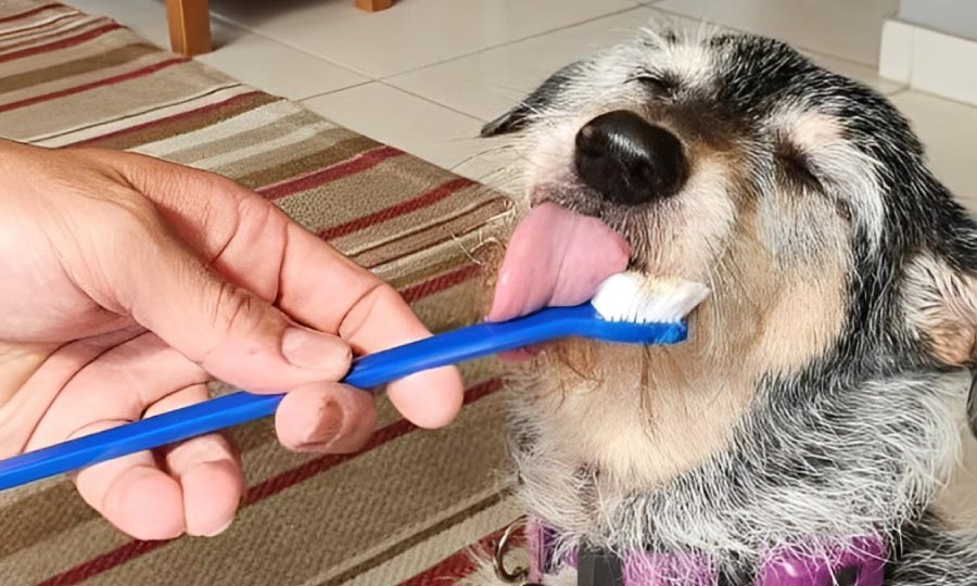 Imagem de cachorro escovando os dentes