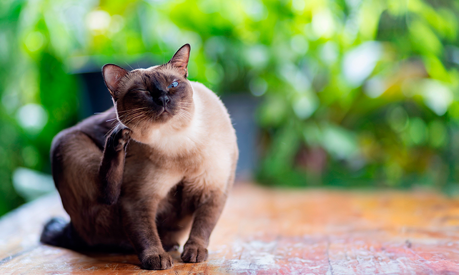 Gato se coçando em cima de uma superfície de madeira.