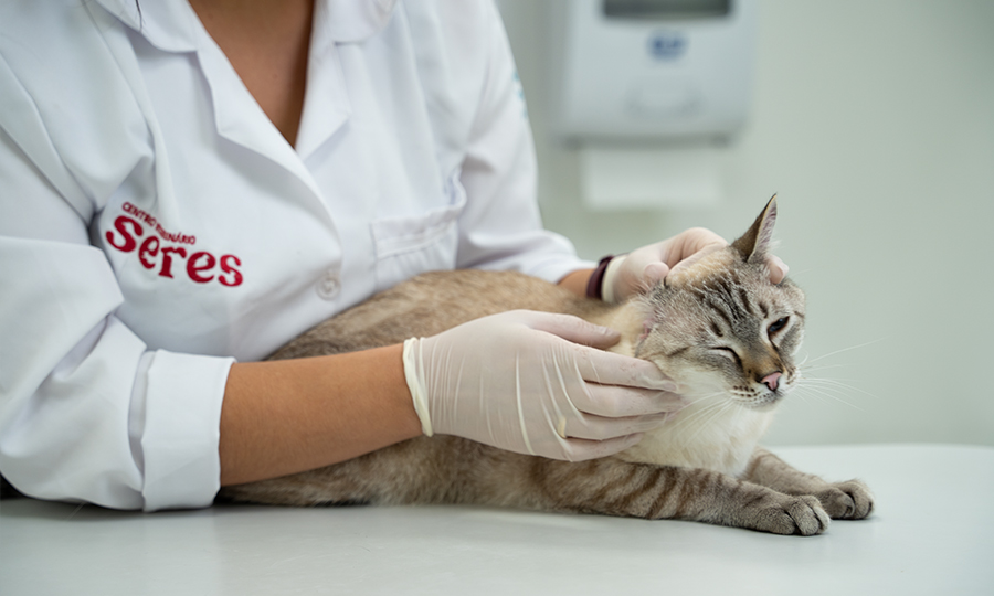 Veterinária do Seres examinando o pescoço do gato.