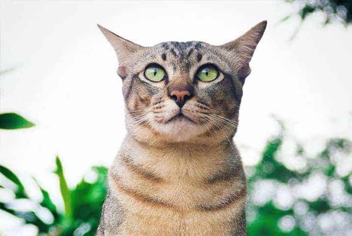 Gato de pelo rajado com olhos claros num ambiente externo.