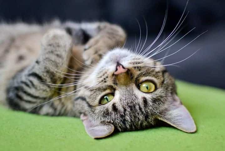 Gato de pelo rajado deitado com a barriga pra cima.