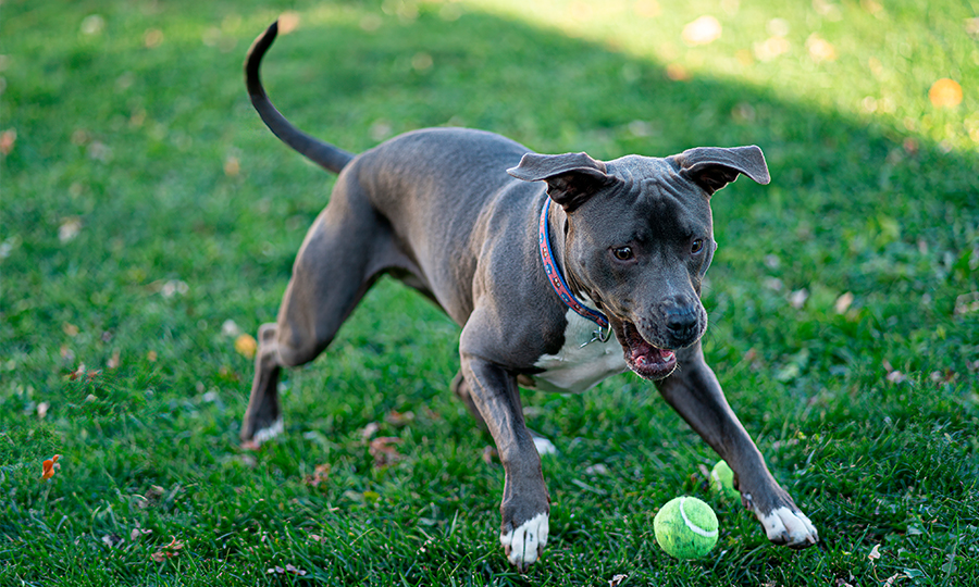 Filhote de pitbull brincado com bolinha na grama.