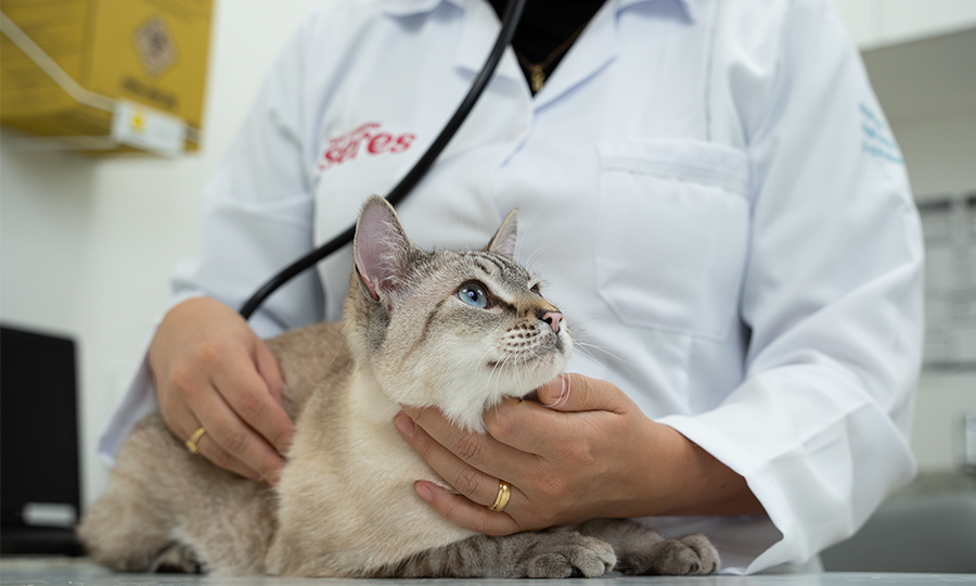 Imagem de gato no veterinário