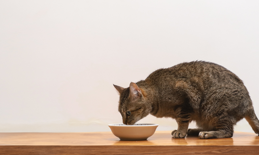 Gato comendo em prato branco em cima de uma mesa de madeira.