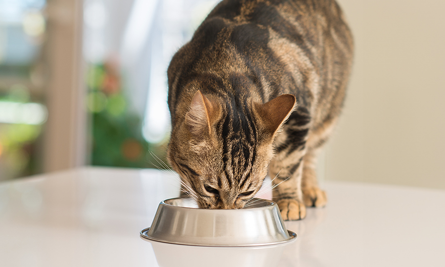 Gato comendo em comedouro de inox em cima de uma mesa branca.