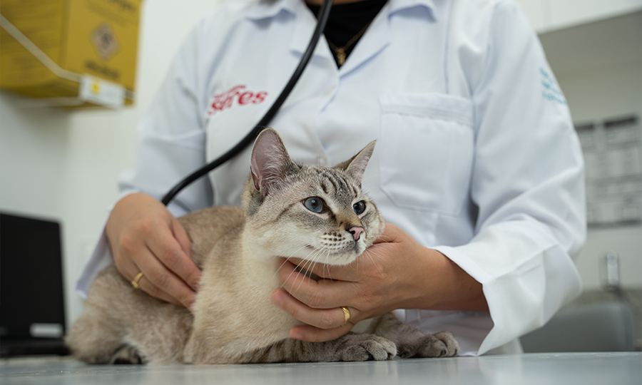 Veterinária examinando um gato.