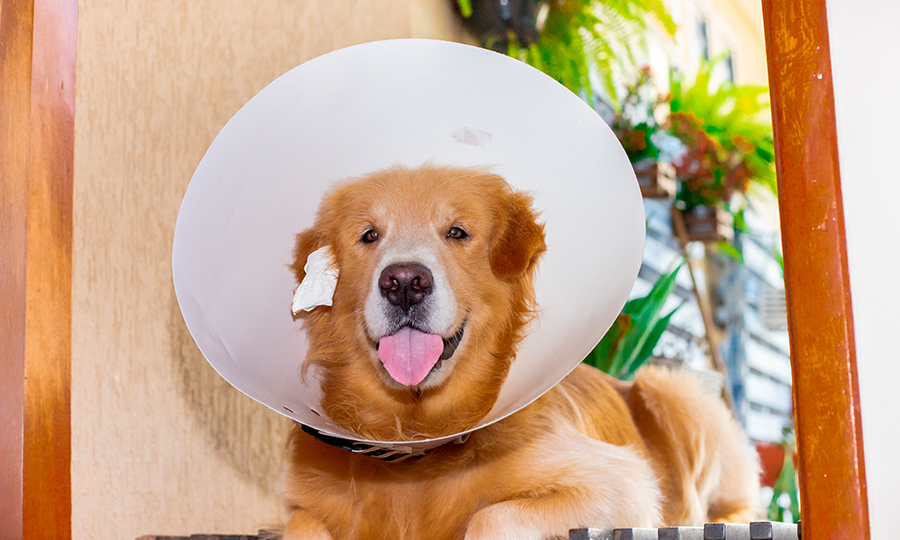 Imagem de cachorro usando cone de proteção