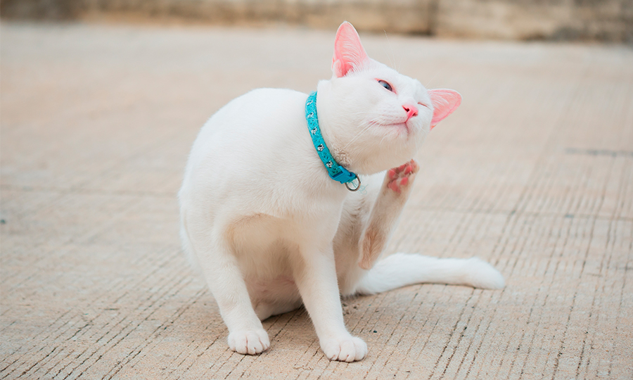 Imagem de gato coçando a orelha