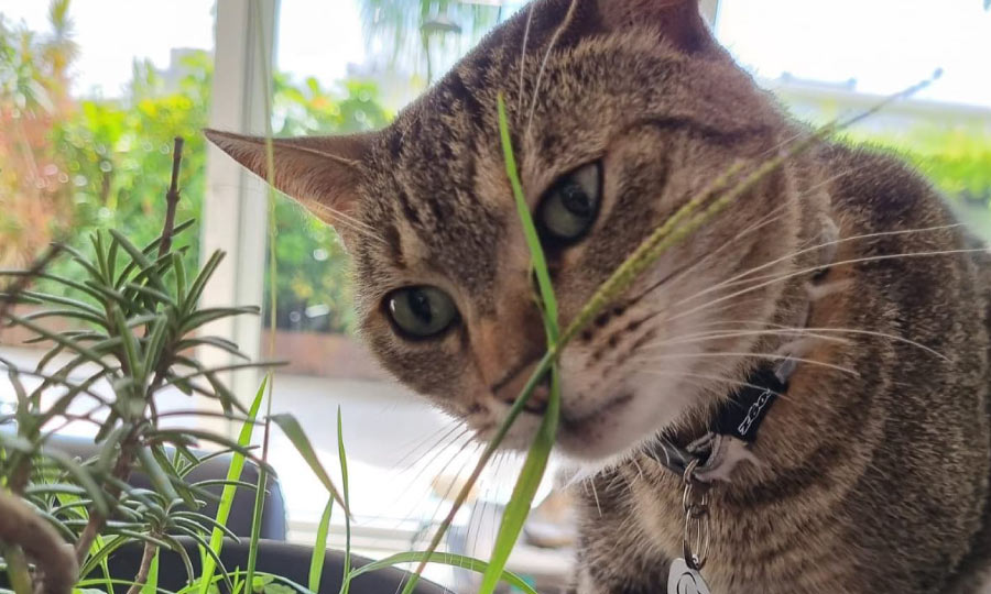 Imagem de gato cheirando planta