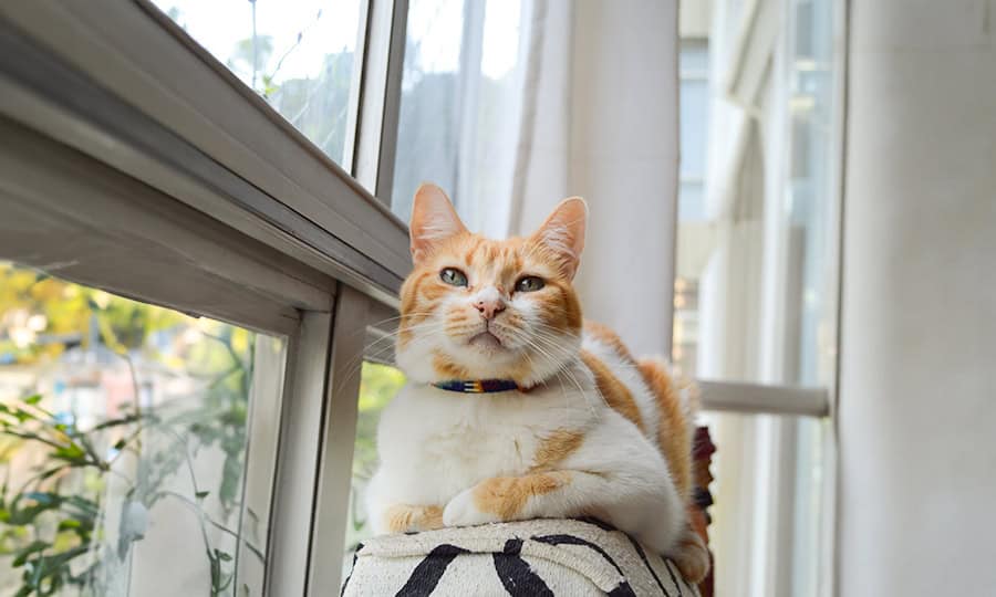 Gato deitado em cima do sofá.