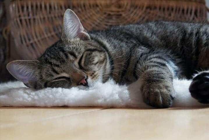 Gato dormindo em cima de um tapete felpudo.