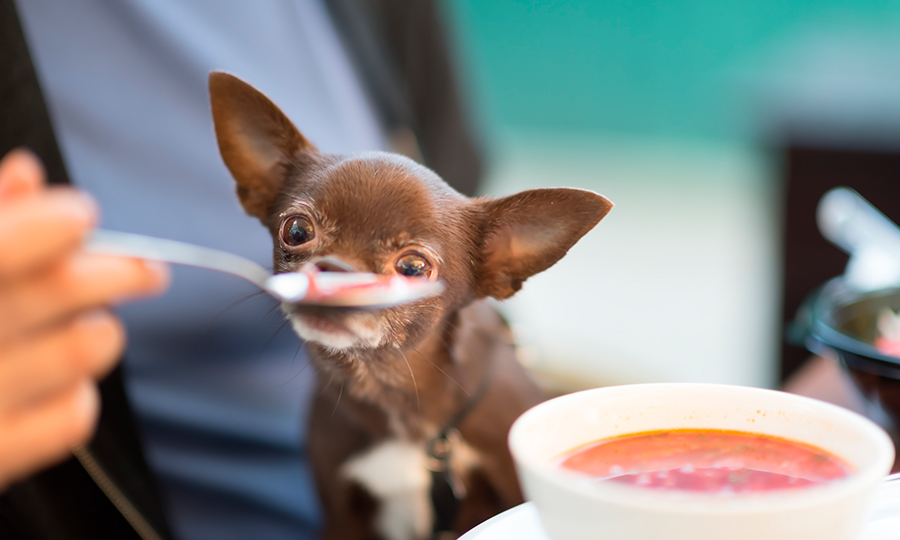 Imagem de cachorro comendo sopa