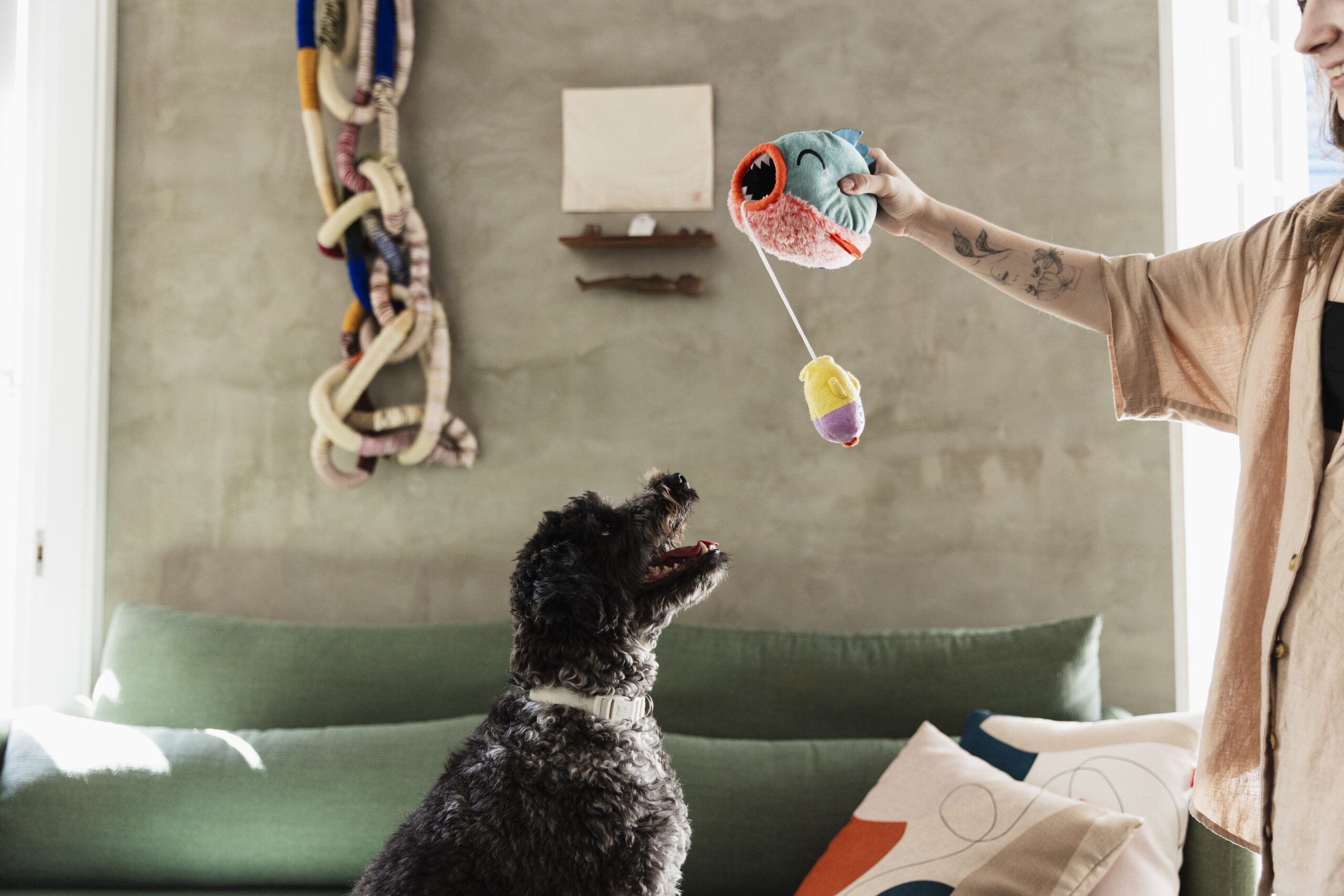 Tutor brincando com o cachorro na sala. 