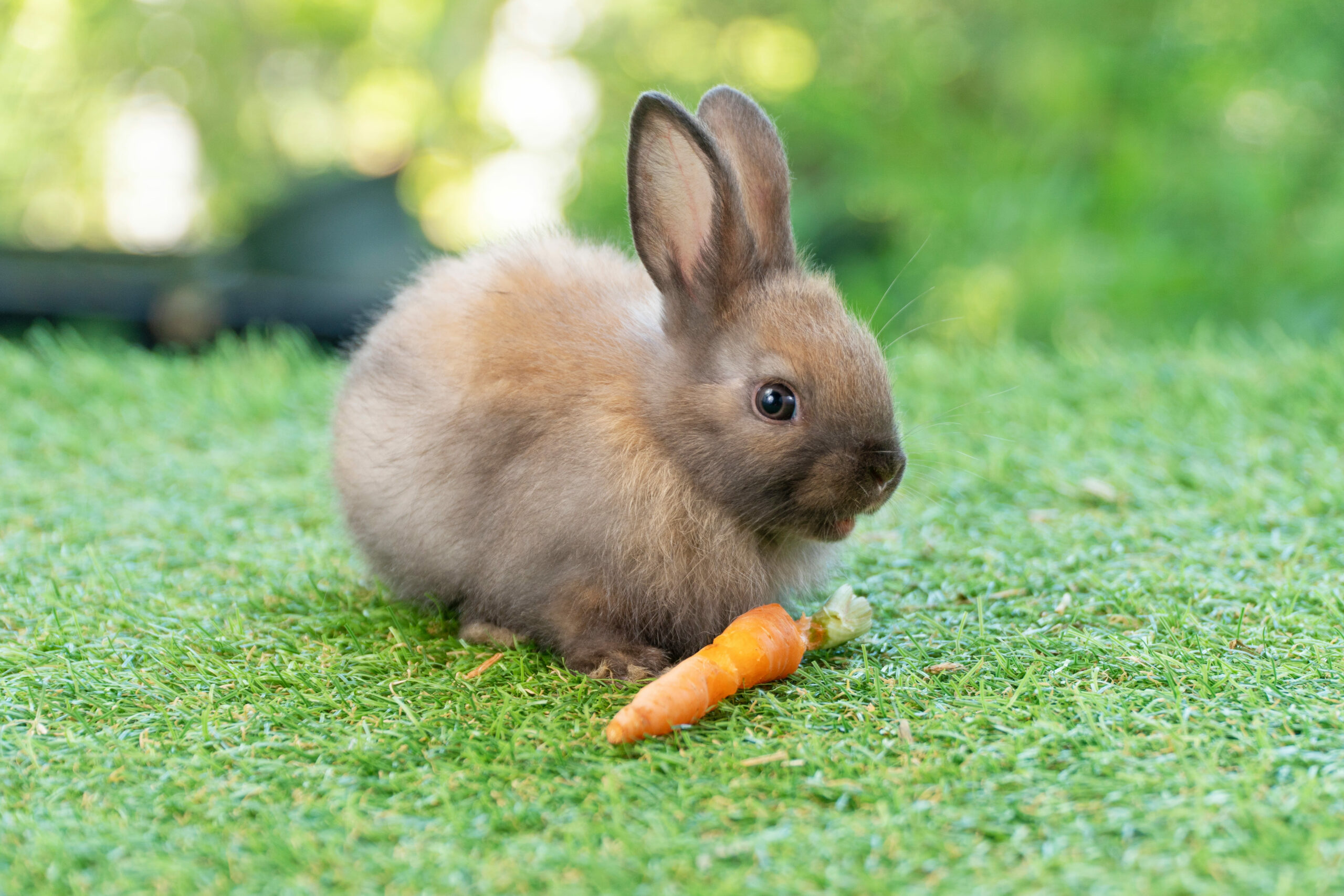 Coelho comendo cenoura no jardim.