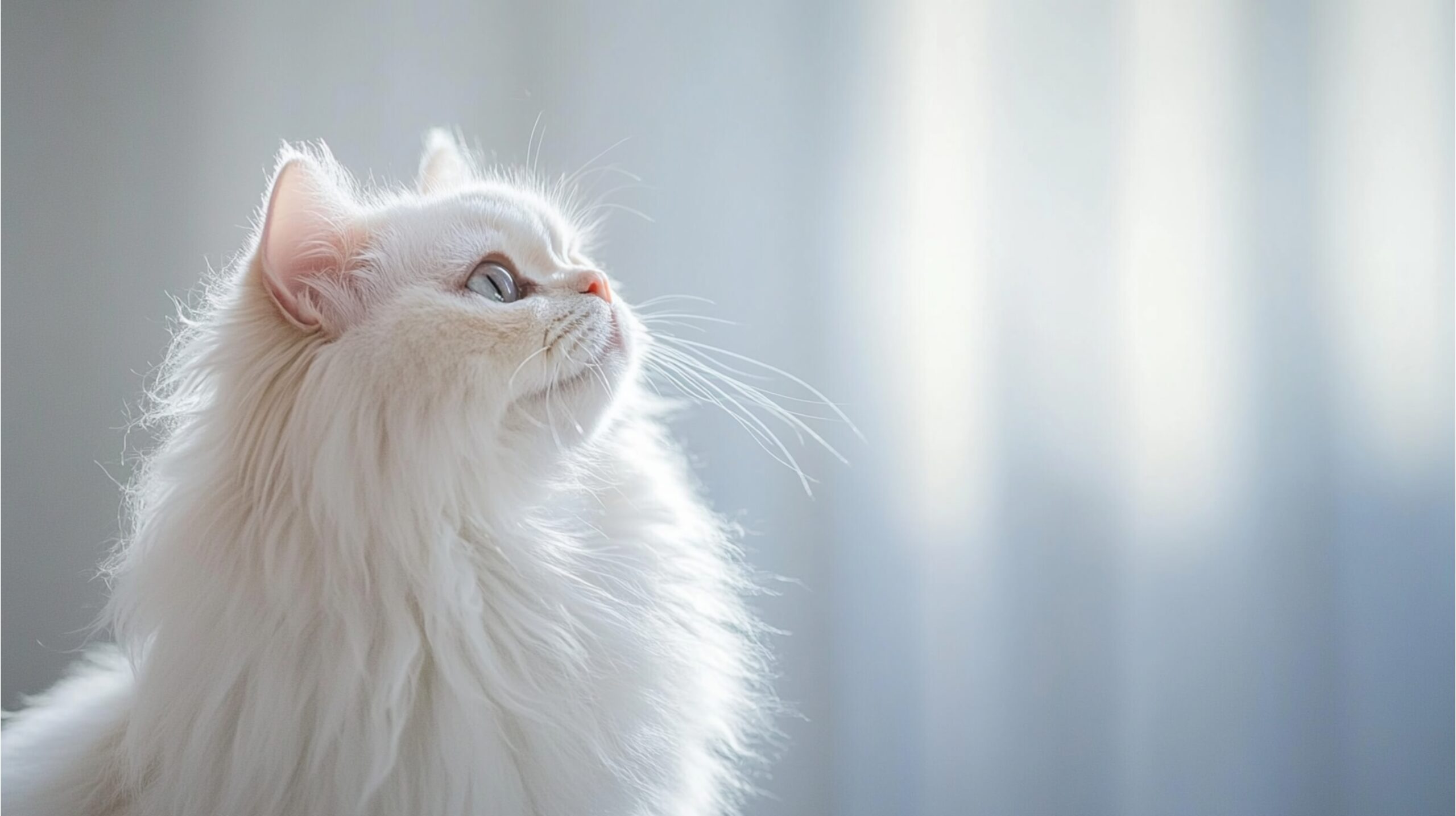 Gato de pelos brancos de lado e olhando para o alto.