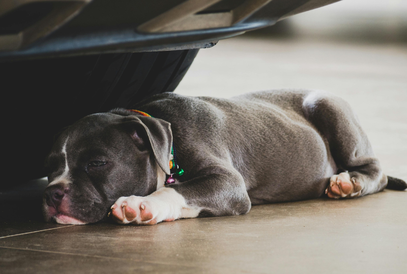 Filhote de american bully embaixo do carro.