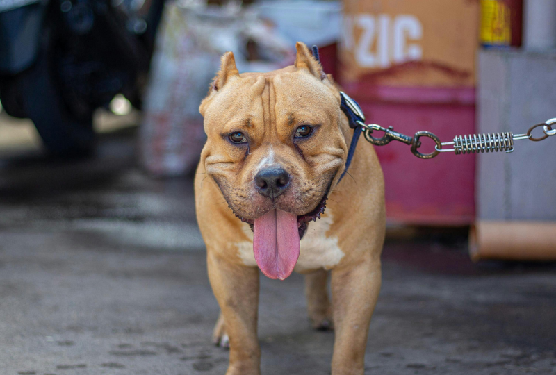 Cachorro american bully na coleira.