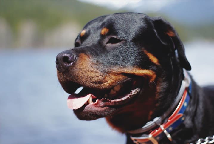 Cachorro rottweiller.