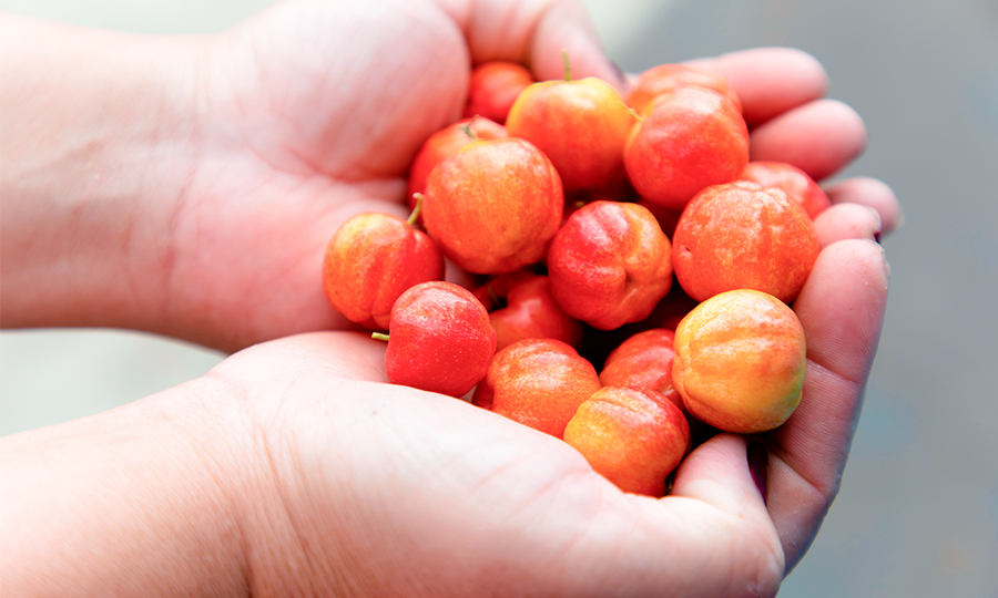 Mãos segurando um punhado de acerola.