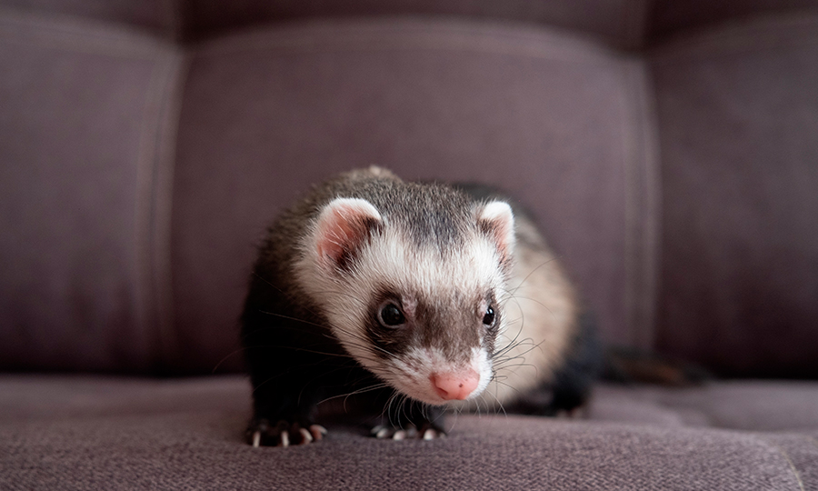 Ferret em cima de uma superfície cinza.