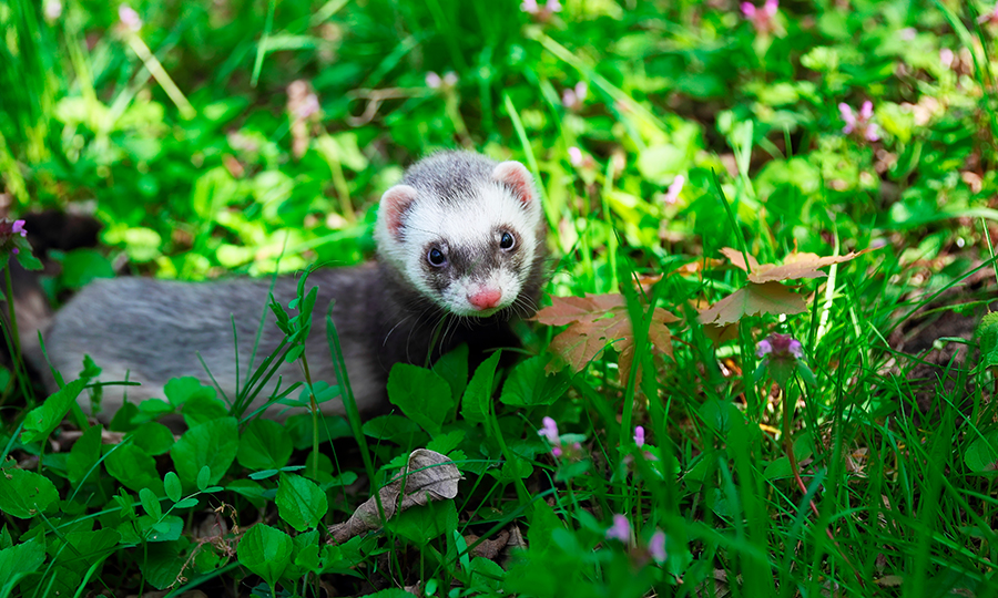 Ferret no jardim.