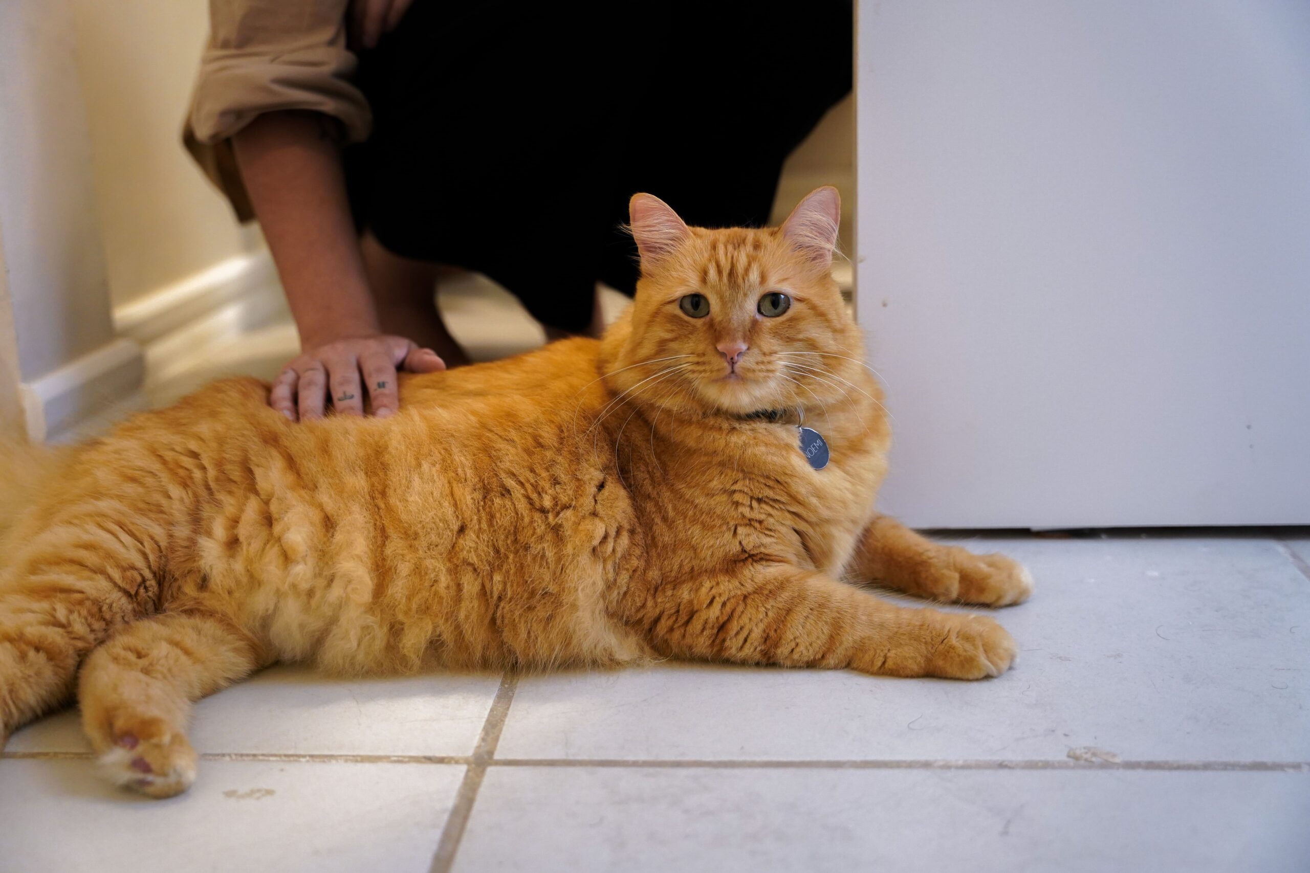 Gato laranja recebendo carinho. 