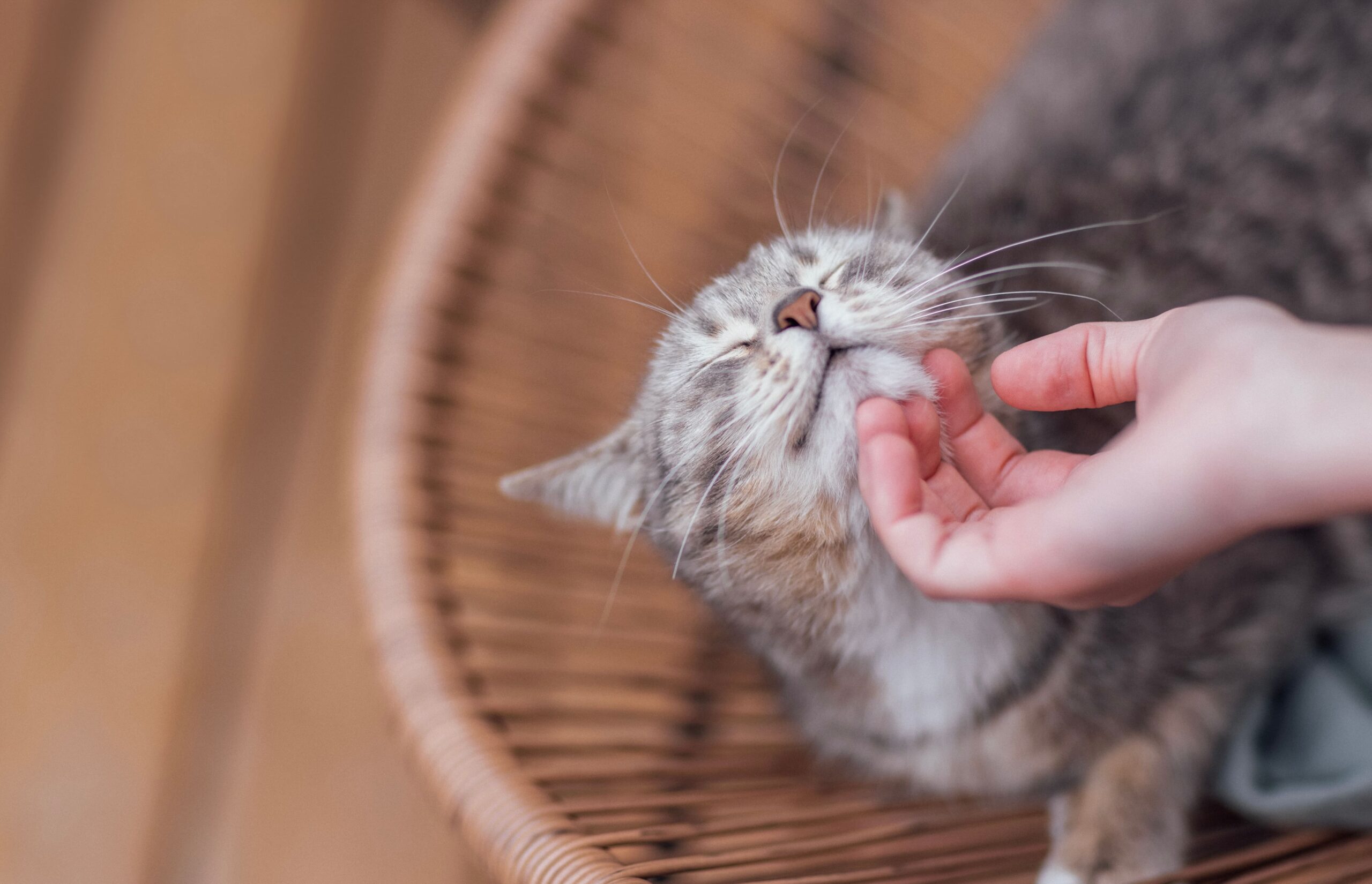 Gato recebendo carinho no pescoço.