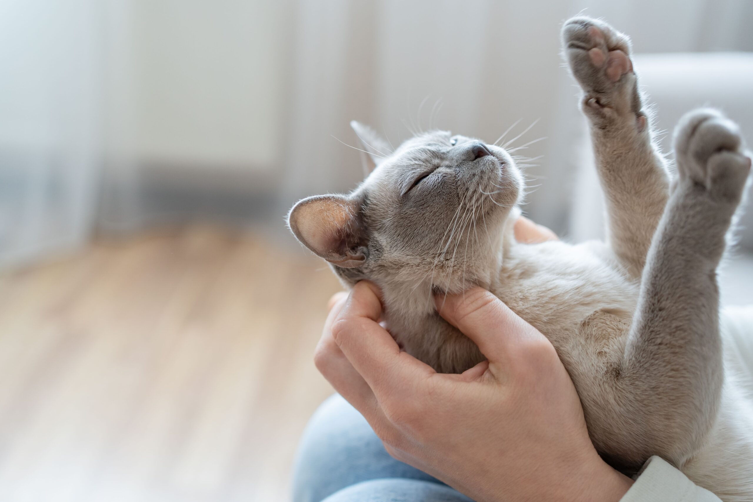 Gato cinza deitado no colo da tutora enquanto recebe carinho.