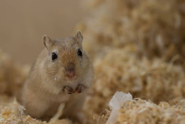 Gerbil com as patas próximas ao peito.