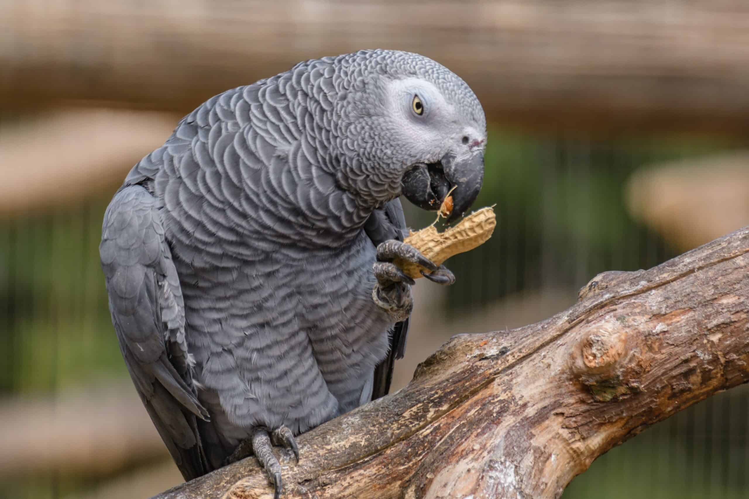 Papagaio comendo enquanto está num galho de árvore.