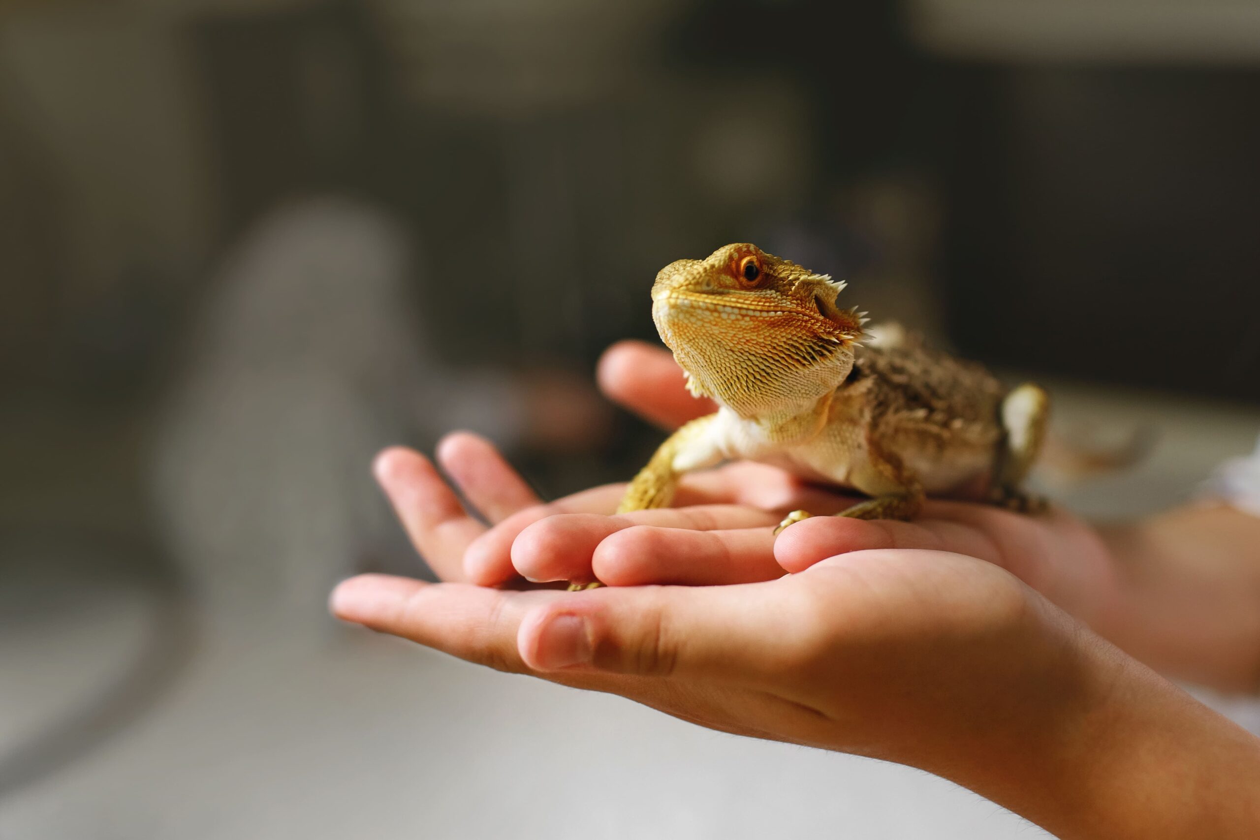 Lagarto na mão de uma pessoa.