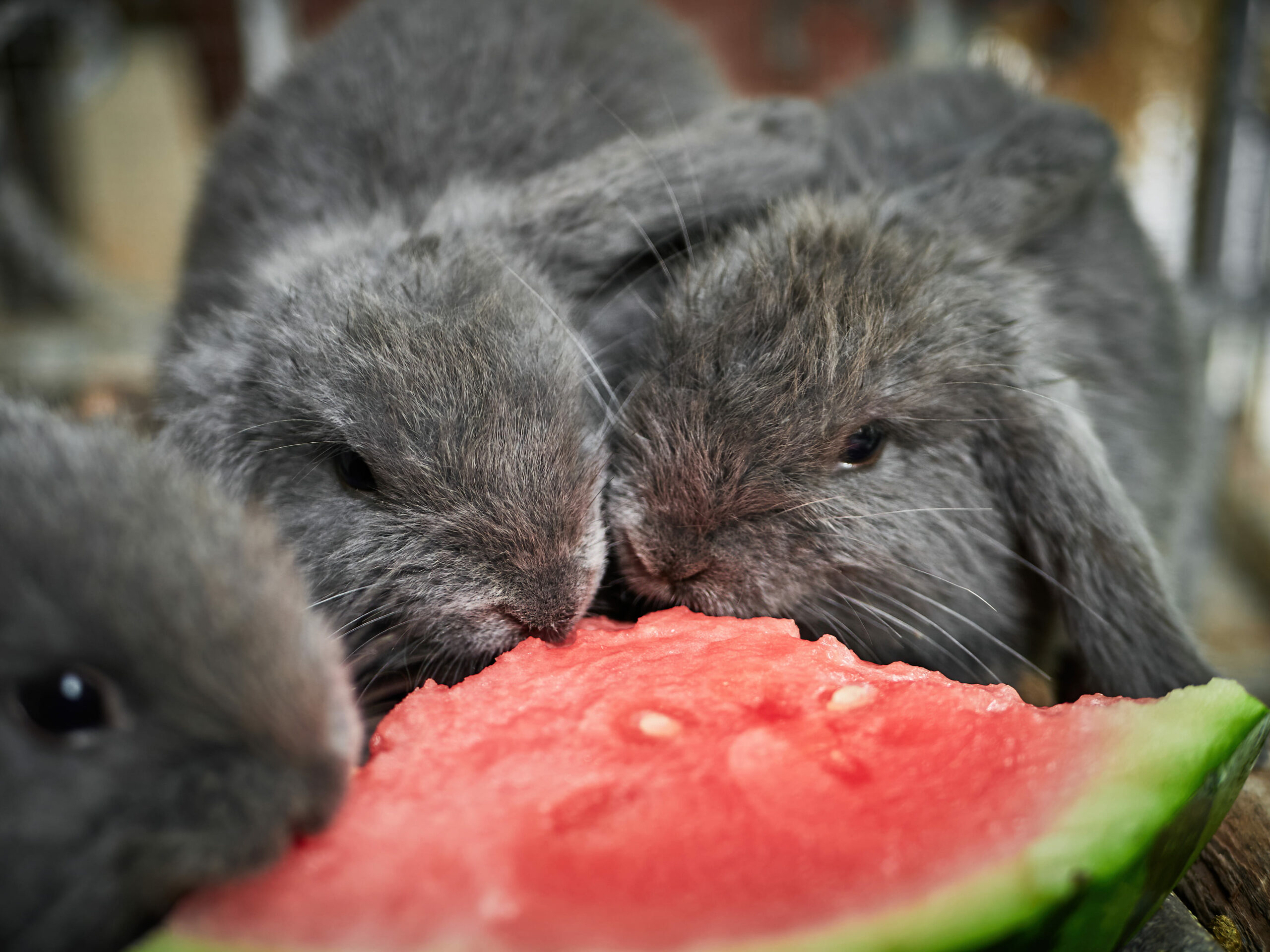 Três coelhos cinza comendo melancia.